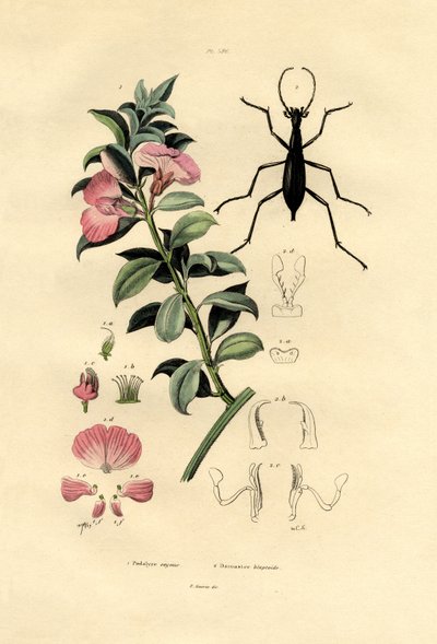 Blue Wild Indigo by French School